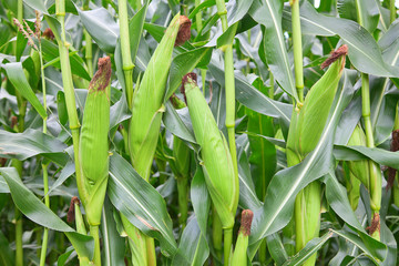 Obraz premium Corn field