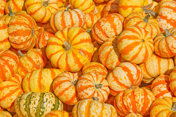 Colorful pumpkins