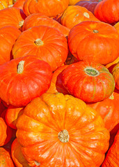 Colorful pumpkins