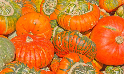 Colorful pumpkins