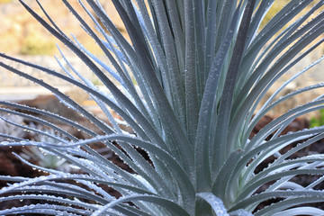 Hawaii: Seltene Pflanze Silberschwert nach kurzem Regenschauer (3) © blickwinkel2511