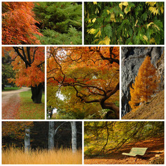 autumn colors collage