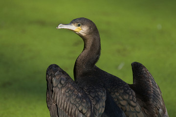 Uccello sul lago