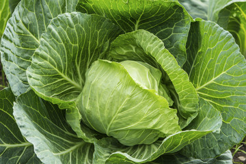 Fototapeta na wymiar Close up of growing cabbage