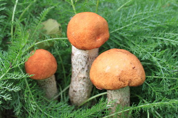 beautiful mushrooms in green grass