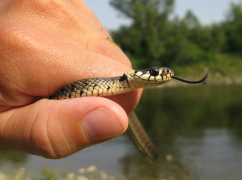 Snake (Natrix Natrix)