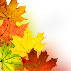 Fototapeta na wymiar Jesienią tła