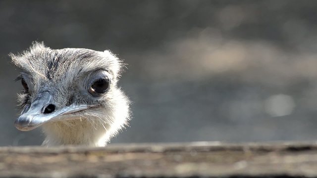 nice ostrich