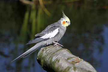 Grauer Nymphensittich