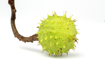 Ast mit unreifer Kastanie in der Schale