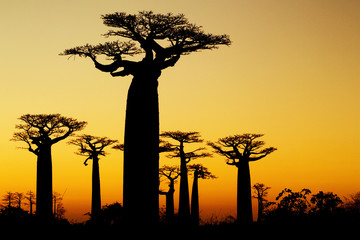 Fototapeta na wymiar Zachód Silhouette Baobab Madagaskar