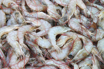 White shrimps