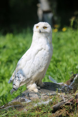 Schneeeule