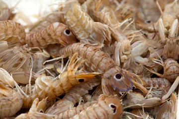 Fresh shrimp