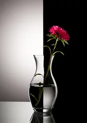 Photo sur Plexiglas Rouge, noir, blanc fleur d& 39 aster rouge