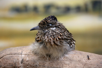 Roadrunner