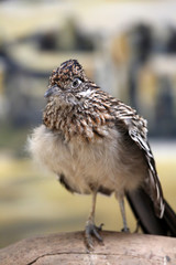 Roadrunner
