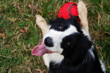 Perro border collie jugando con la pelota