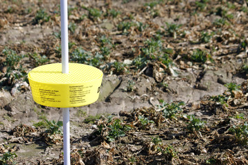 yellow shell canola agriculure