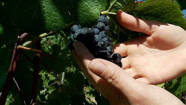 Grapes & agronomist at the vineyard