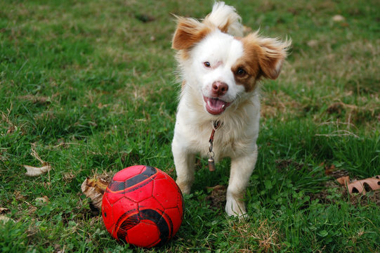 Perro ratonero con pelota
