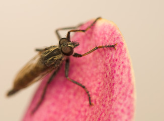 Empididae