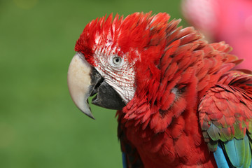 Araportrait