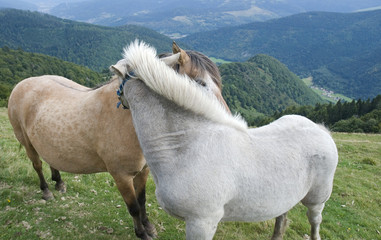Horse love