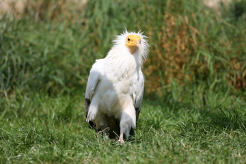 Schmutzgeier