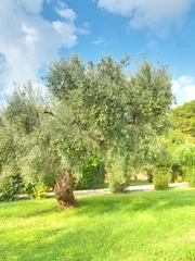 Photo sur Plexiglas Olivier Olive tree Greece