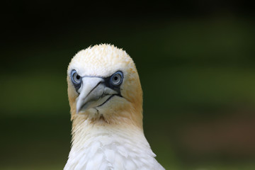 Basstölpelportrait