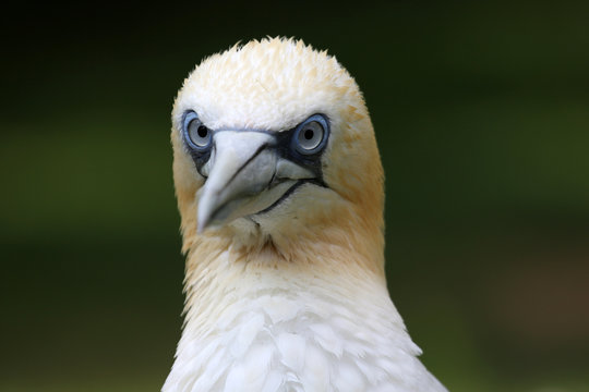 Basst&ouml;lpelportrait