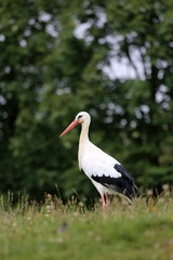 Fototapeta premium Klapperstorch