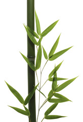 Fototapeta na wymiar Bambus liści i łodyg