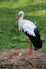 Klapperstorch