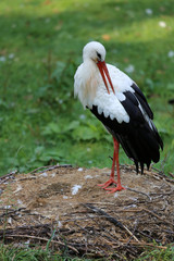 Klapperstorch
