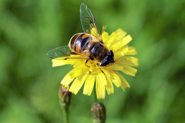 Honeybee
