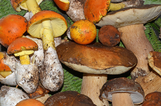 background of egg-shaped and boletus edulis background