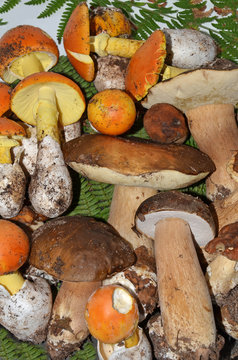 stock of edible mushrooms closeup