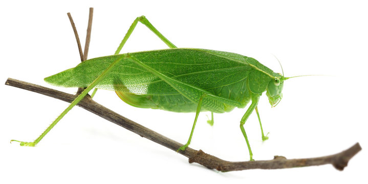 Green grasshopper on a twig over white background