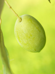 Olive fruit on tree macro