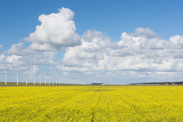 Dutch windturbines behind a yellow coleseed field
