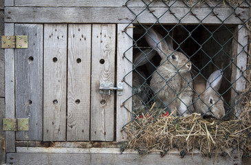 Naklejka premium Rabbits in a hutch