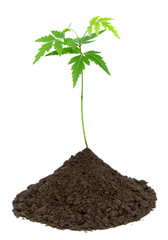 Tender medicinal neem plant
