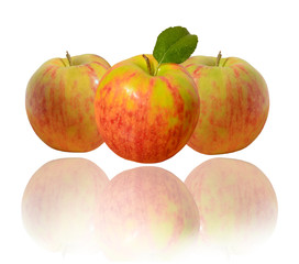 codling apples  leaf l