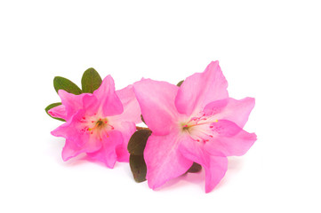Fototapeta premium Azalea
