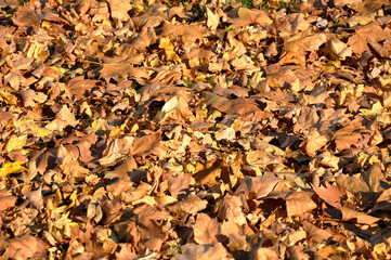 Herbstlaub