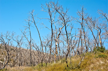 burnt trees after the fire