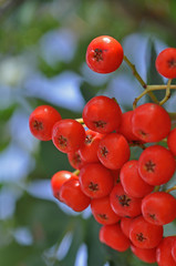 Vogelbeeren