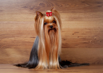 yorkie puppy on table with wooden texture
